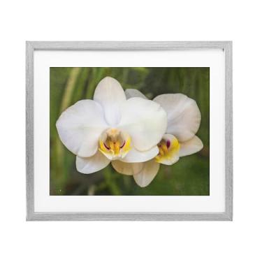 Imagem de Stupell Industries Impressão emoldurada de bétula brilhante em flor de orquídea sob vidro, design por Seven Trees Design, 43 x 53 cm