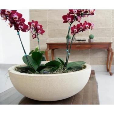 Imagem de Bacia para Suculentas e Cactos PP - ROTOMINAS 