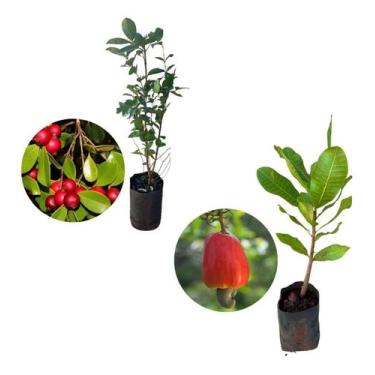 Imagem de Kit 2 Mudas - 1 Araçá Vermelho + 1 Caju Anão Vermelho - AMK - Jardinag