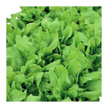 Imagem de Kit Semente Almeirão Larga Horta Inteligente HidroGarden