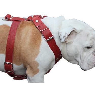 Imagem de Peitoral vermelho de couro genuíno grande. Tamanho do peito de 76 a 89 cm, tiras largas de 3,8 cm Pitbull, Cane Corso