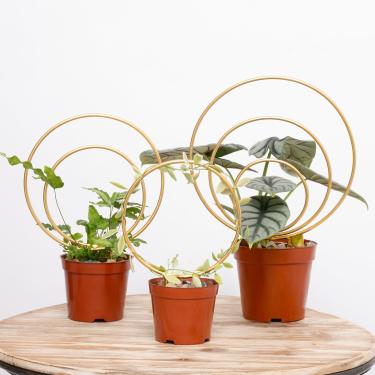 Imagem de Yohsnor Conjunto De 3 Treliças Redondas Douradas Para Hoya Da - Mini Plantas Trepadeiras Interior, Suporte Metal Durável Em Vasos, Design Moderno Perfeito Vasos Hoya, Pothos E Pequenas Domésticas