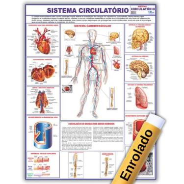 Imagem de Mapa Sistema Circulatório Do Corpo Humano 120x90 Cm - Medicina - Enfer