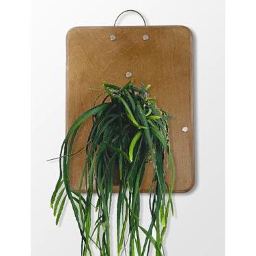 Imagem de RISEON Tábua de montagem para orquídeas, aróides, hoya e outras plantas trepadeiras, plantador de parede de madeira, placa de parede vertical para plantas, vaso suspenso, suporte de samambaia Staghorn