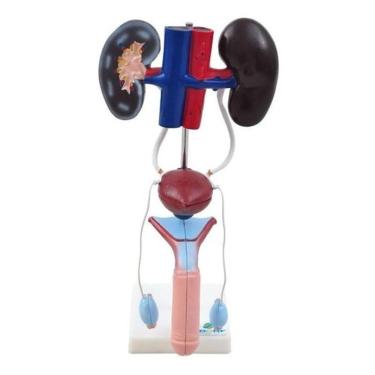 Imagem de Sistema Urinario Masculino Em 9 Partes Modelo Anatomico