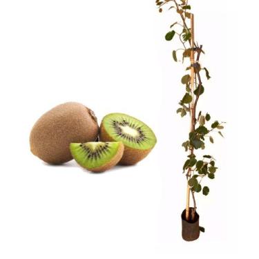 Imagem de Muda de Kiwi Macho 50 a 80cm AMK - Plantas Online - AMK Jardinagem e P