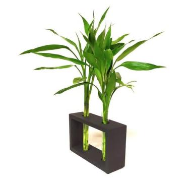 Imagem de Suporte Duplo em Madeira e Vaso de Vidro com Bambu da Sorte - Decoraçã