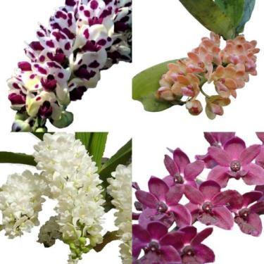Imagem de Kit - 4 Mudas De Orquídeas Rhynchostylis - orquivitro