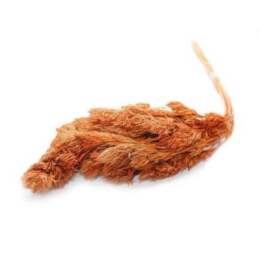 Imagem de Capim Pinguelo Laranja Desidratado - Tem Flores