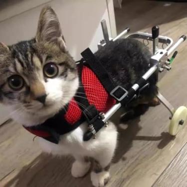 Imagem de Cadeira de rodas Cat para pernas traseiras paralisadas, equipamento de alumínio para cadeira de rodas para animais de estimação, carrinho de rodas de treinamento de reabilitação, gatos grand