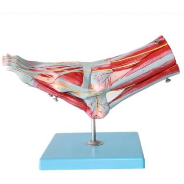 Imagem de Modelo de anatomia do pé de tamanho natural, modelo de esqueleto anatômico de 9 partes com 81 sinais digitais e descrições de texto correspondentes, exibe ligamentos, músculos, nervos e artérias.