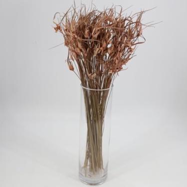 Imagem de Quality Growers Buquê preservado de grama estrela tulipa - camarão tingido