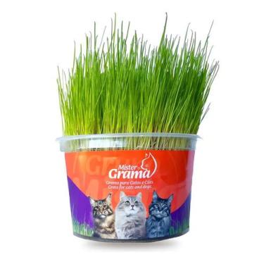Imagem de Graminha Para Gatos Elimina Bola De Pelos E Auxilia Na Digestão Mister