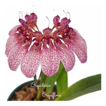 Imagem de Flor Orquídea Bulbophyllum Eberhardtii Planta Adulta Natural Exótica R