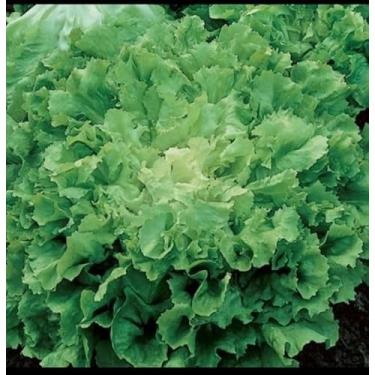 Imagem de 300 sementes de chicória escarola Verdura Folhosa Verde, Produto Hidropônico para Saladas e Refeições