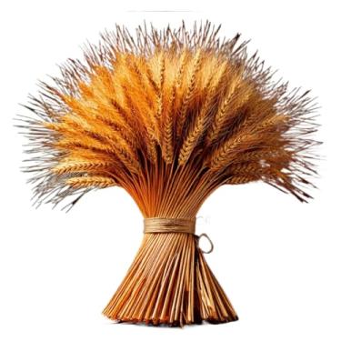 Imagem de Talos De Trigo Secos — Adequados Para BuquêS, Arranjos De Mesa, DecoraçõEs De Casamento E Festas.(400)