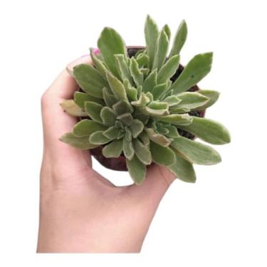 Imagem de Suculenta Aeonium Ballarine - Generico