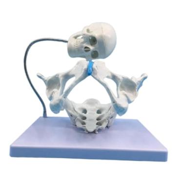 Imagem de Esquirla Simulador de Treinamento Médico em Modelo de Esqueleto Pélvico Feminino 1:1 Estável e Fácil de Observar - Ferramenta de Ensino da Anatomia do Útero