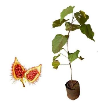 Imagem de Muda De Urucum Coloral - Planta Medicinal - AMK - Jardinagem e Paisagi