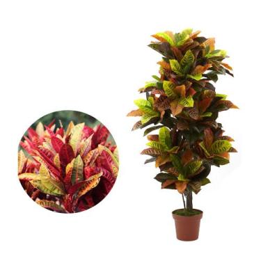 Imagem de Muda de Cróton Tropical 20 a 40cm AMK - Plantas Online - Genérico