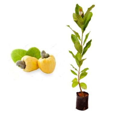 Imagem de Muda de Caju Anao Amarelo 20 a 40cm AMK - Plantas Online - Genérico