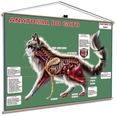 Imagem de Anatomia do Tronco Banner Poster Mapa Corpo Humano Anatomia Medicina