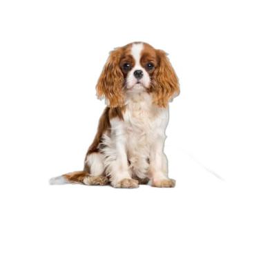 Imagem de Tapete Para Pets Lavável Canino Em Oferta 2 Un P 50X60Cm - Shelby Moda