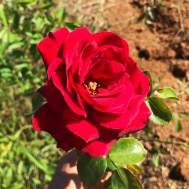 Imagem de Muda Rosa Bordo enxertado - Sitio Exótico