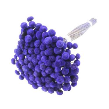 Imagem de Planta Seca Botão Branco Desidratado Azul - Pense Flores