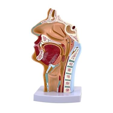 Imagem de Esquirla Modelo de anatomia da garganta e cavidade nasal, modelo anatômico humano portátil leve de faringe e laringe para educação em fisiologia científica