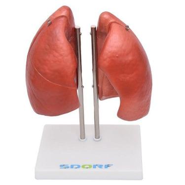 Imagem de Pulmão Segmentado Humano 4 Partes Anatomia