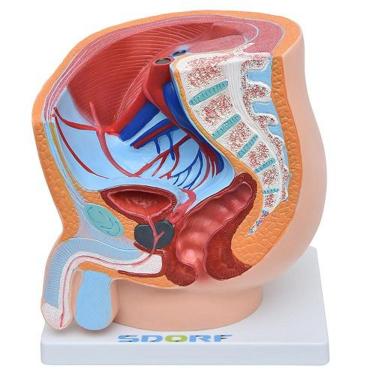 Imagem de Pelve Masculina Em Secção 1 Parte, Anatomia