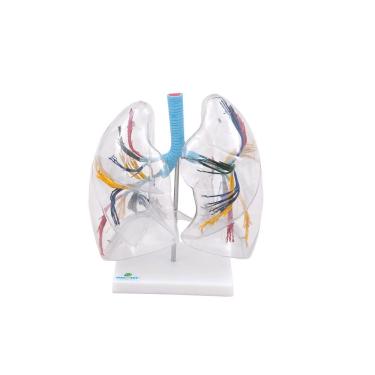 Imagem de Pulmão Humano Transparente Anatomia