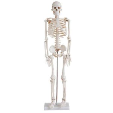 Imagem de Esqueleto 85cm Articulado, Modelo Anatomico