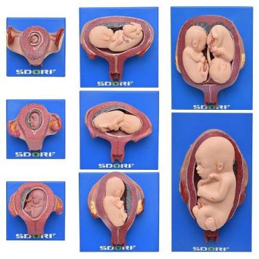 Imagem de Desenvolvimento Embrionário Em 8 Estágios Modelo Anatomia