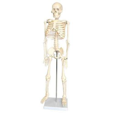 Imagem de Esqueleto 85 Cm+torso Bissexual C/abertura Nas Costas 45 Cm