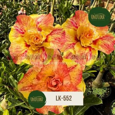 Imagem de Planta Rosa do Deserto amarela LK552 - UNIFLORA