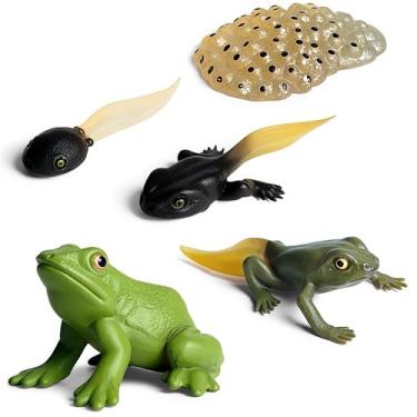 Imagem de Gemini&Genius Life Cycle of Frog Figurines, Bulk Insect Growth Diary Action Figures, Super Fun for Learning Gifts, Party Favors, Treasure Box Prizes, Goodie Bag Fillers, Family Fun