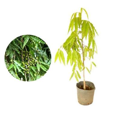 Imagem de Muda de Choupala 20 a 40cm AMK - Plantas Online - AMK Jardinagem e Pai
