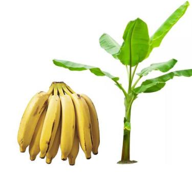 Imagem de Muda de Banana Prata Ana 20 a 40cm AMK - Plantas Online - AMK Jardinag