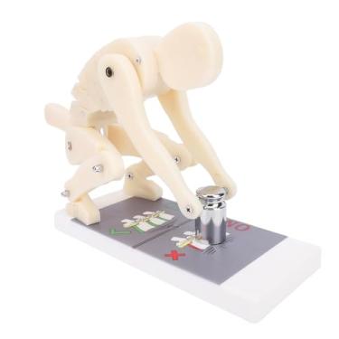 Imagem de Dioche Modelo de Força de Coluna para Levantamento de Peso ABS Premium Modelo de Demonstração de Postura de Flexão Corporal Flexível para Treinamento e Educação Em Academia Design