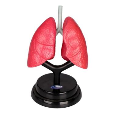 Imagem de menolana Modelo de sistema respiratório, ferramenta de ensino, montagem diy, modelo realista de pulmão humano para crianças, habilidades motoras finas, casa