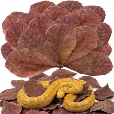 Imagem de 30 peças de folhas de amêndoa indiana premium – folha de catapa grande de 25 cm para cobras, peixe betta, camarão, aquário – libera taninos naturais, amaciante de água, areia de folha bioativa para