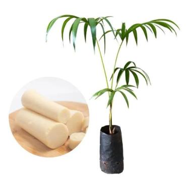 Imagem de Muda De Palmito Jussara - AMK - Jardinagem e Paisagismo