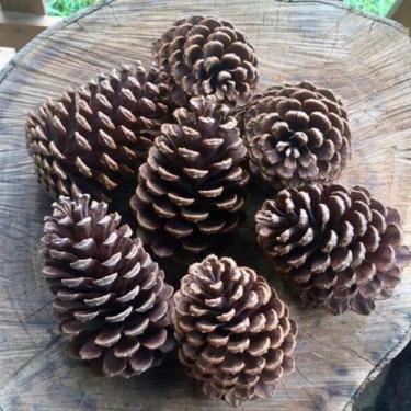 Imagem de Kit 10 Pinha Natural Artesanato Enfeite Decoração De Natal - VUD