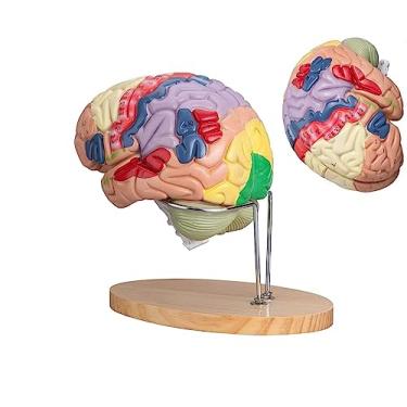 Imagem de Modelo anatômico do cérebro humano com código de cores em tamanho natural, anatomia do modelo do cérebro humano e suporte de exibição, para estudo em sala de aula de ciências
