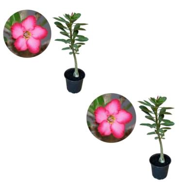Imagem de Kit Com 2 Mudas De Rosa Do Deserto - Floresce Rápido