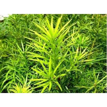 Imagem de Muda Pinheiro-Bravo - Podocarpus lambertii - no-brand