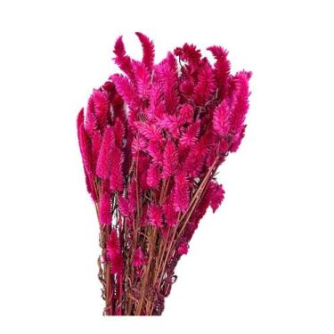 Imagem de Buque Maço Celosia Rabo De Gato Flores Desidratadas - Inspira Flora, P