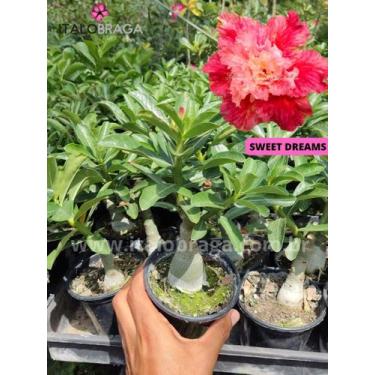 Imagem de 01 Rosa Do Deserto Enxerto Dobrada Importado SWEET DREAMS - ItaloBraga